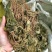秦岭野生细辛全草干货金耳环正宗野生土细辛南细辛一块瓦苕叶