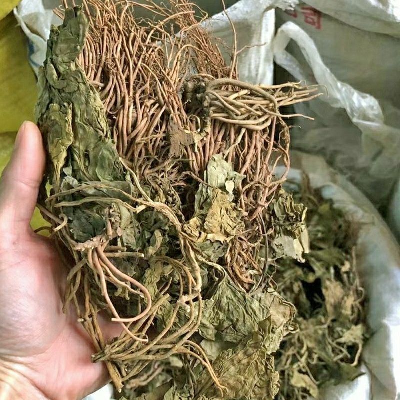 秦岭野生细辛全草干货金耳环正宗野生土细辛南细辛一块瓦苕叶