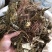 秦岭野生细辛全草干货金耳环正宗野生土细辛南细辛一块瓦苕叶