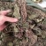 秦岭野生细辛全草干货金耳环正宗野生土细辛南细辛一块瓦苕叶