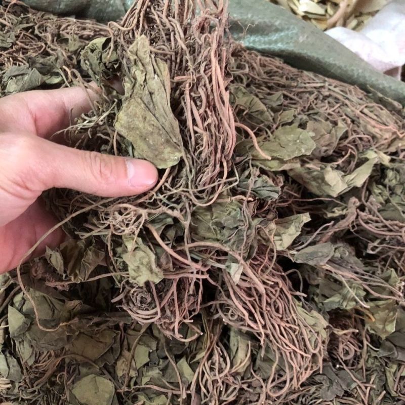 秦岭野生细辛全草干货金耳环正宗野生土细辛南细辛一块瓦苕叶