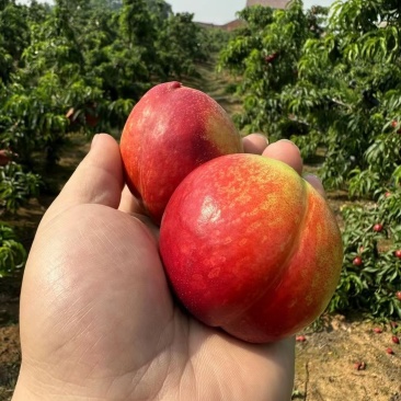 小红桃、春蜜水蜜桃，可对接零售市场电商保质保量