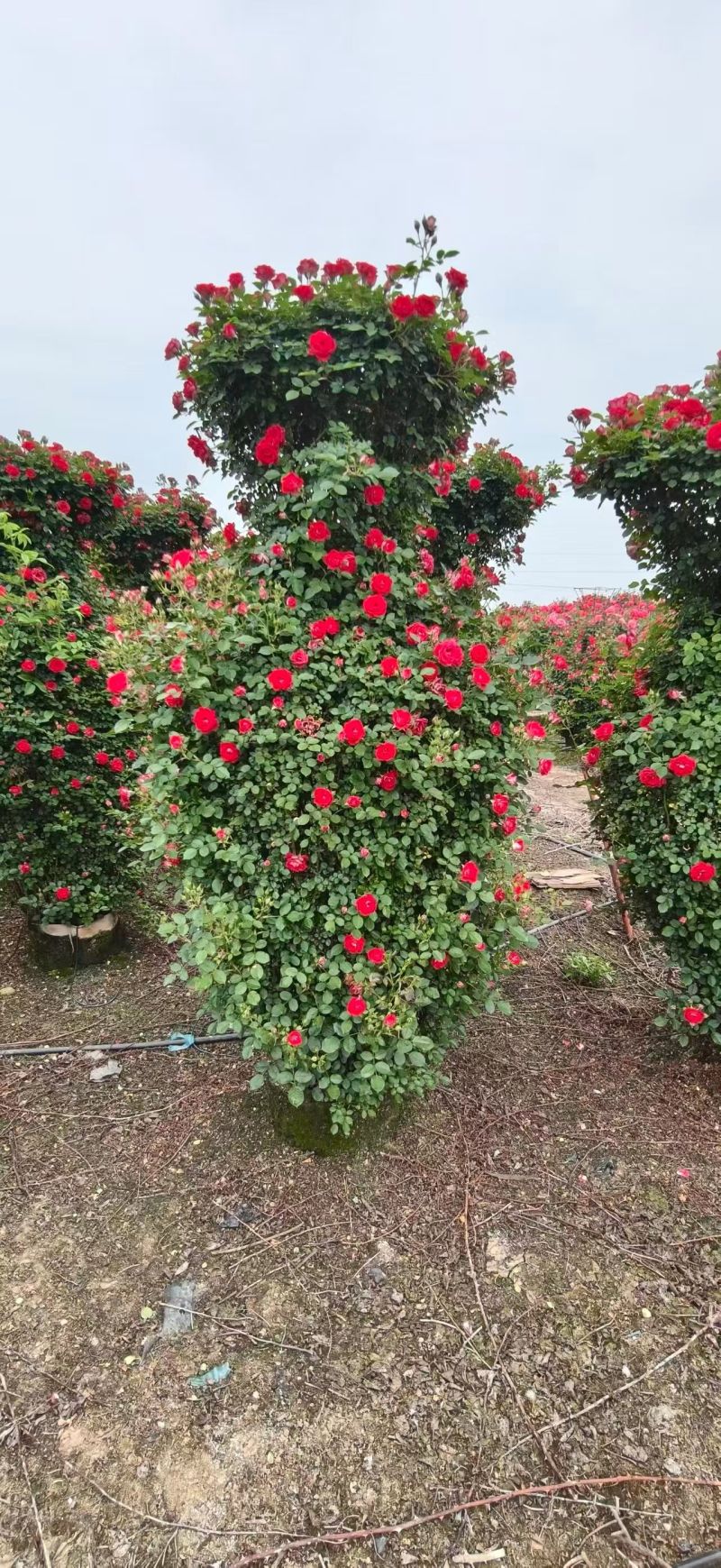 月季花柱，基地直发，全国发货诚信经营欢迎您光临指导和采购