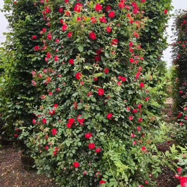 月季花柱，基地直发，全国发货诚信经营欢迎您光临指导和采购