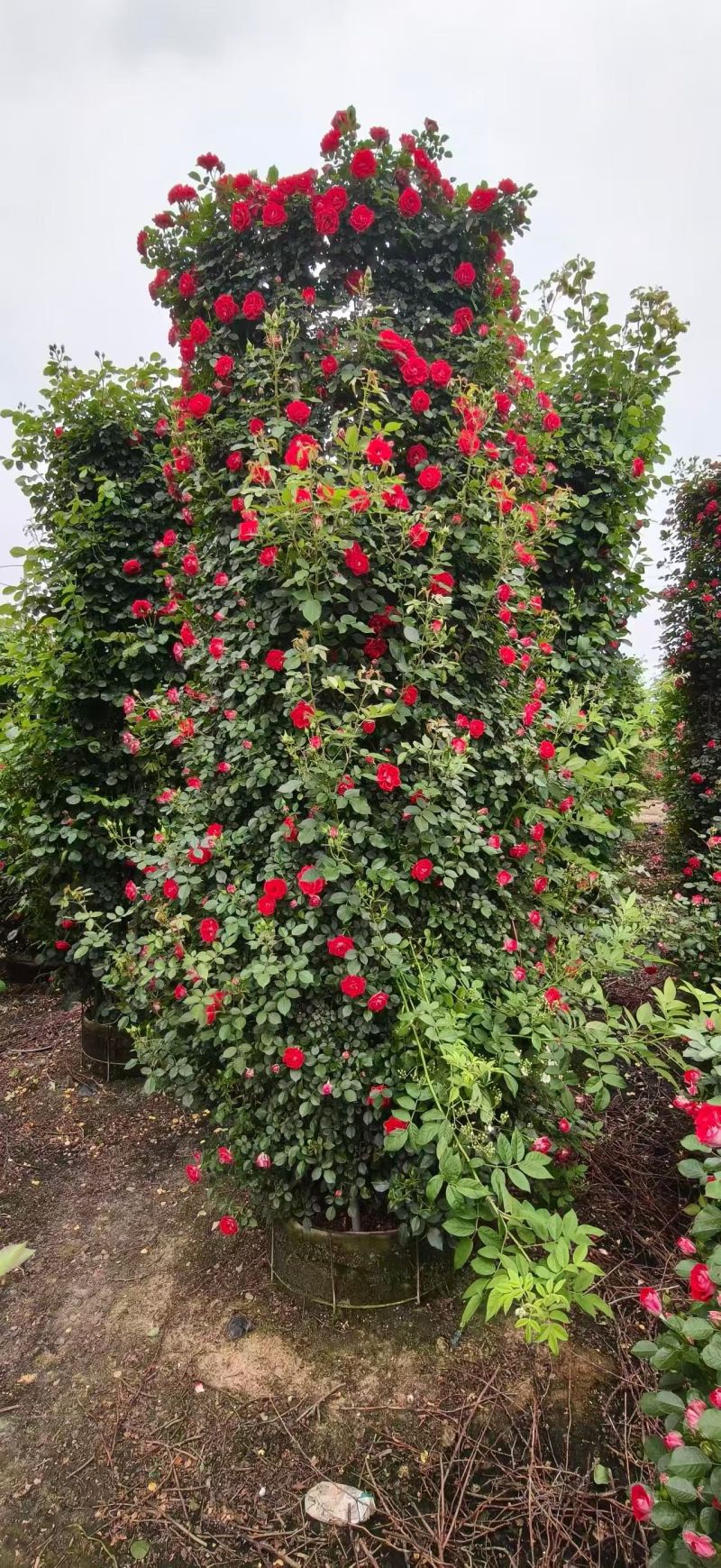 月季花柱，基地直发，全国发货诚信经营欢迎您光临指导和采购