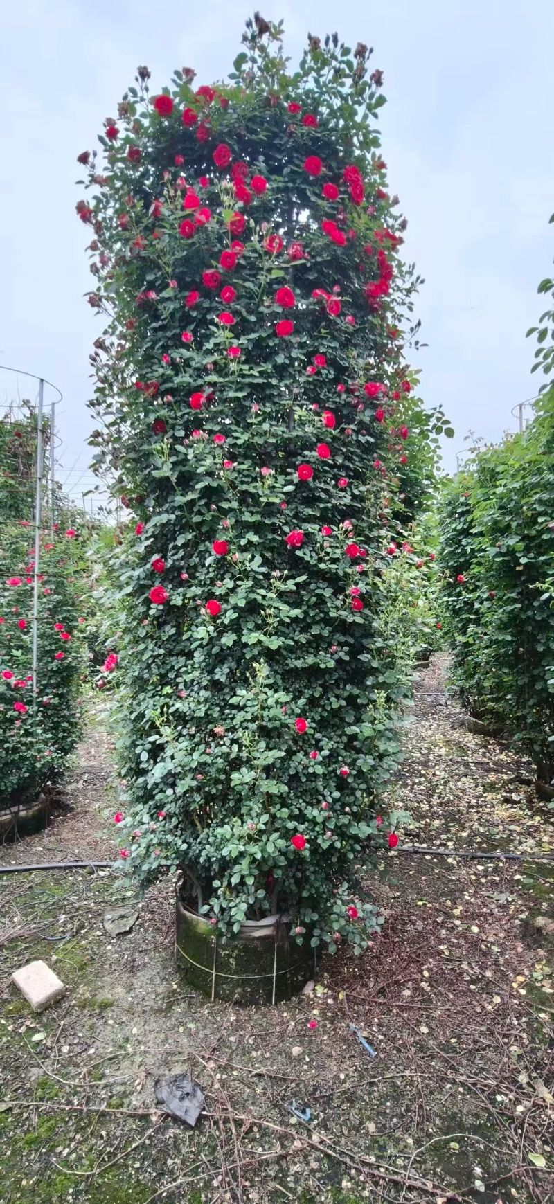 月季花柱，基地直发，全国发货诚信经营欢迎您光临指导和采购