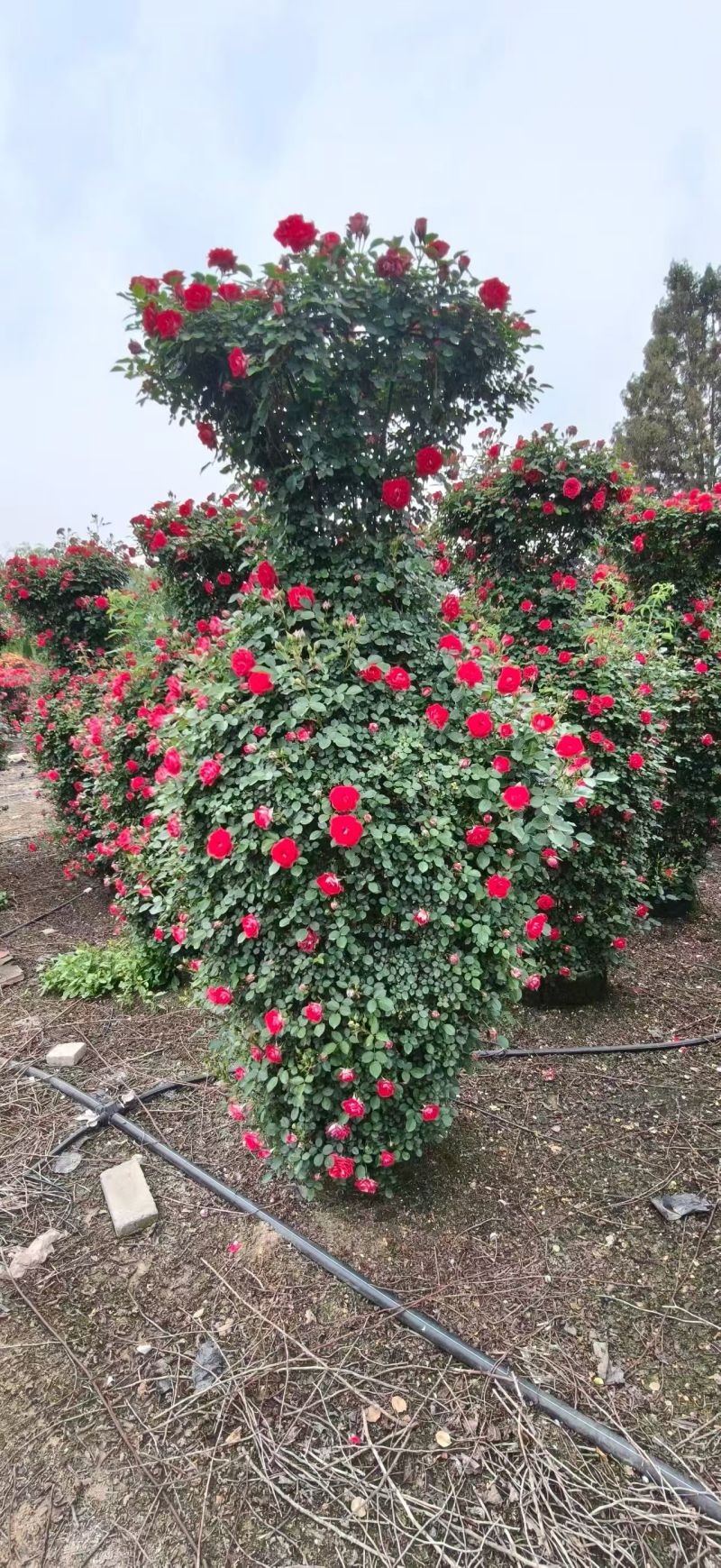 月季花柱，基地直发，全国发货诚信经营欢迎您光临指导和采购