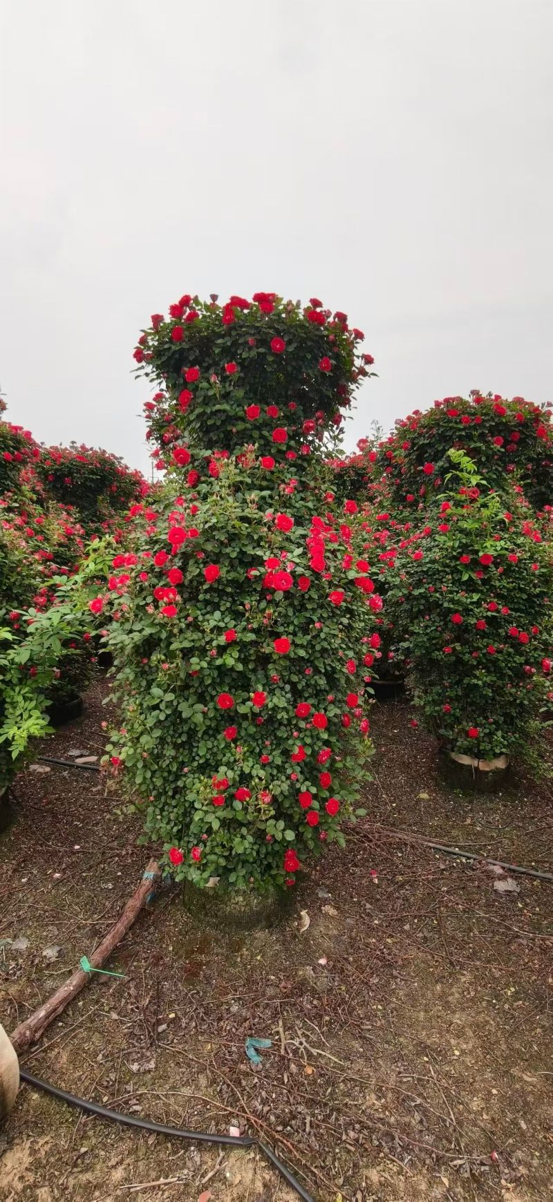 月季花柱，基地直发，全国发货诚信经营欢迎您光临指导和采购