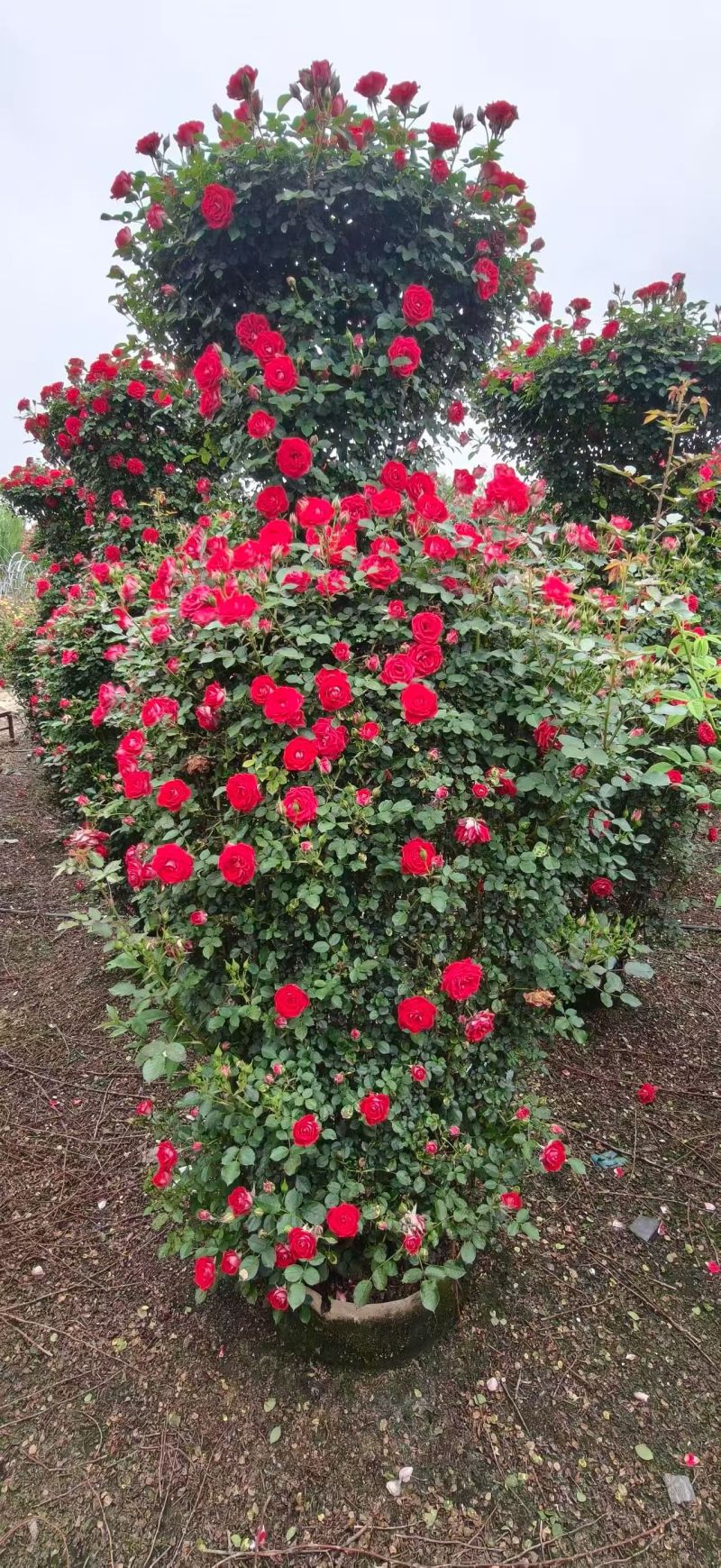 月季花柱，基地直发，全国发货诚信经营欢迎您光临指导和采购