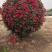 月季花柱，基地直发，全国发货诚信经营欢迎您光临指导和采购