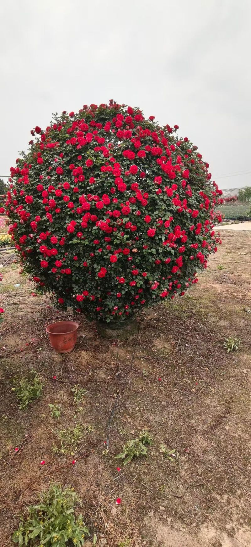 月季花柱，基地直发，全国发货诚信经营欢迎您光临指导和采购