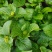 绣球花(八仙花)无尽夏花期超长，3月份至11月