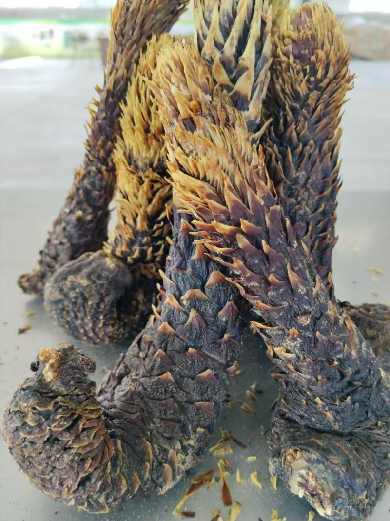 肉苁蓉，原条、新疆和田，量大价优