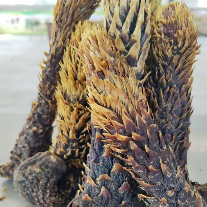 肉苁蓉，原条、新疆和田，量大价优