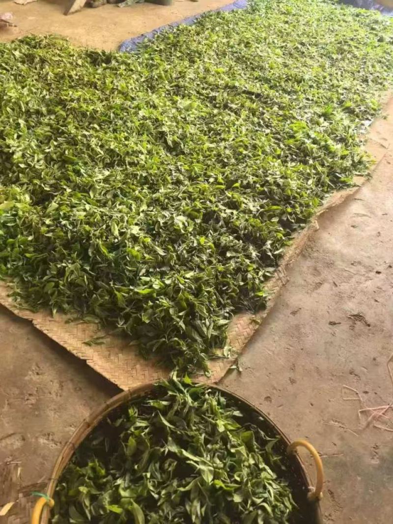 普洱大树茶绿茶