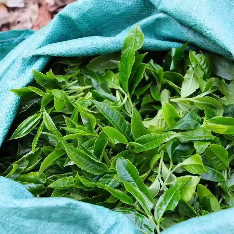 普洱大树茶绿茶