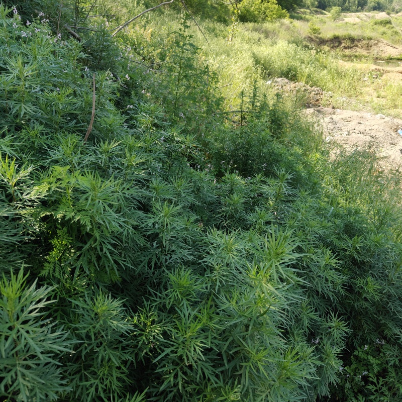 禽畜饲料喂养野生小叶艾香味足批发保证质量