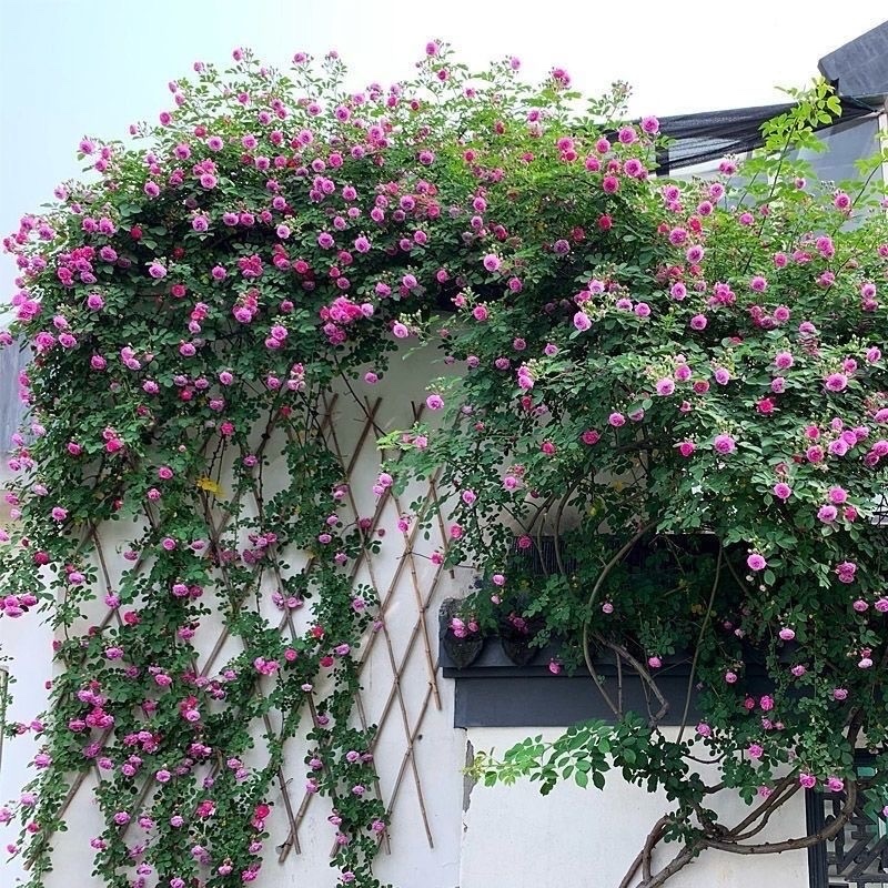 四季开花蔷薇花室内外爬藤绿植物蔷薇花庭院盆栽