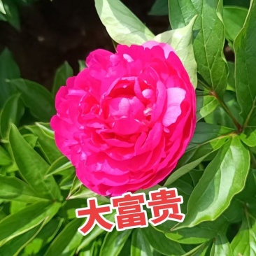 菏泽芍药大富贵千层芍药