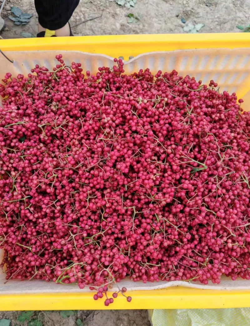 山区农户植种大量花椒，玫瑰花，苹果等