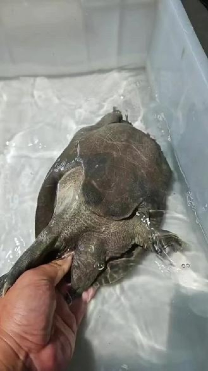 常德甲鱼乌鳖，养殖基地一手货源，保质保量，可视频看货