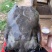 常德甲鱼乌鳖，养殖基地一手货源，保质保量，可视频看货