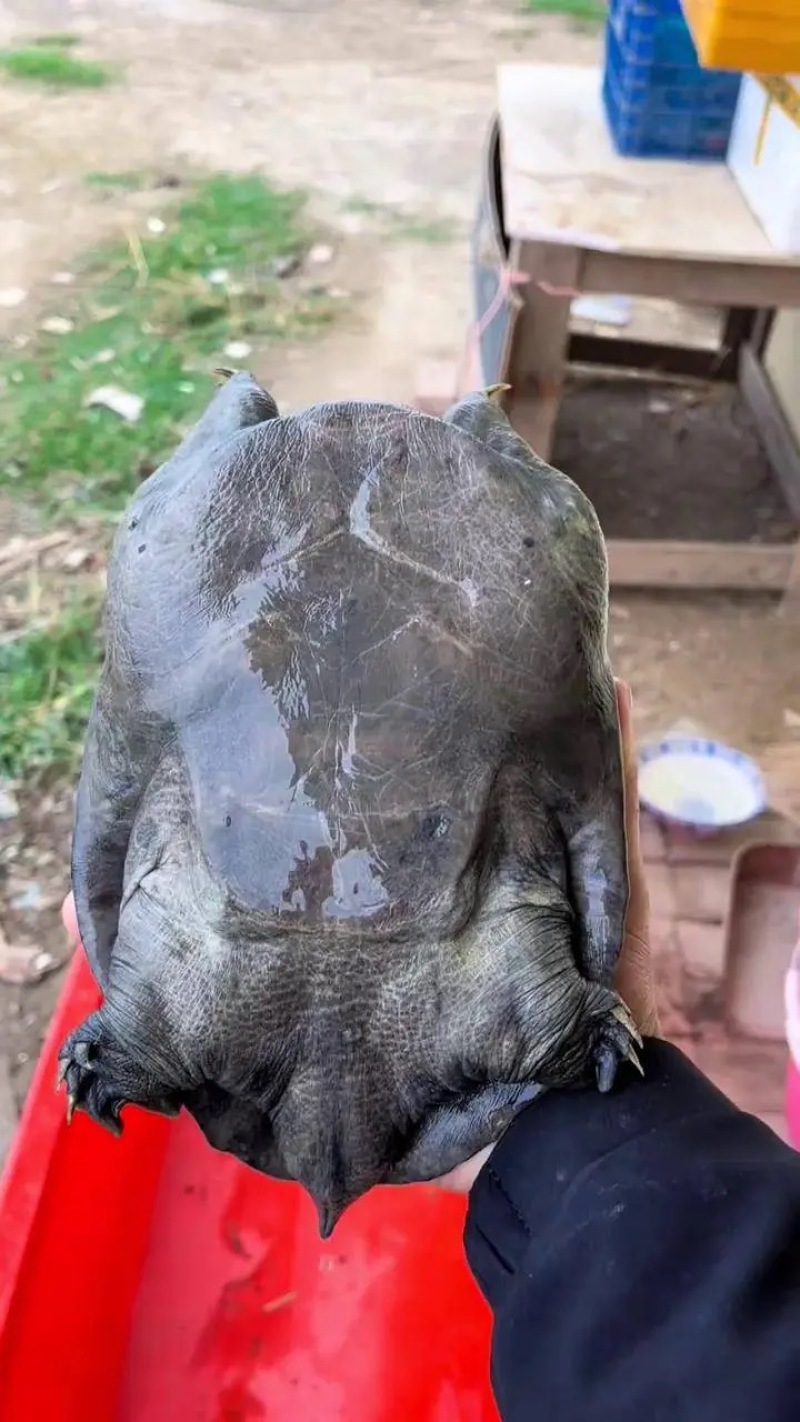 常德甲鱼乌鳖，养殖基地一手货源，保质保量，可视频看货