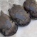常德甲鱼乌鳖，养殖基地一手货源，保质保量，可视频看货