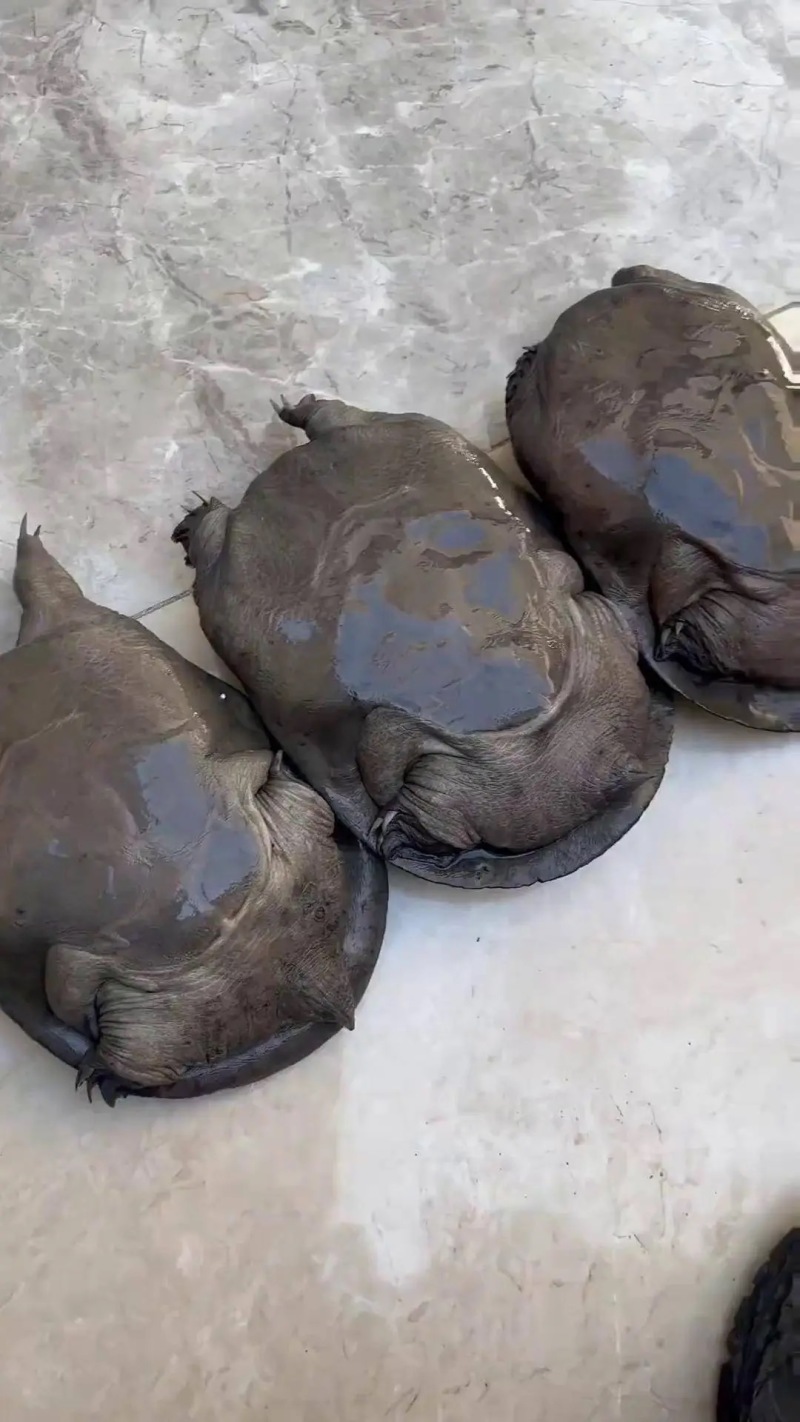 常德甲鱼乌鳖，养殖基地一手货源，保质保量，可视频看货