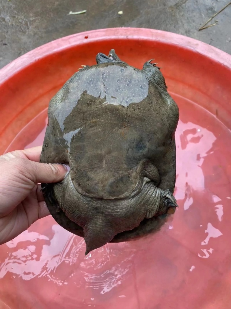 常德甲鱼乌鳖，养殖基地一手货源，保质保量，可视频看货