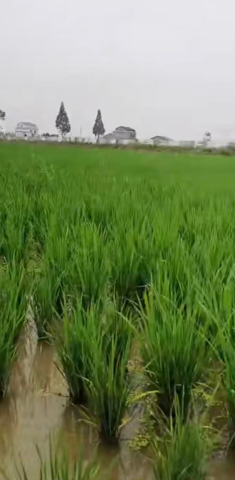 精品稻鳖米，产地直发，诚信经营，量大从优，欢迎来电