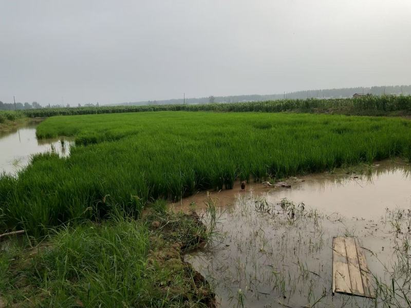 精品稻鳖米，产地直发，诚信经营，量大从优，欢迎来电