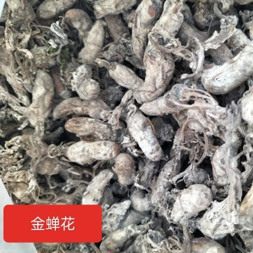 金蝉花，