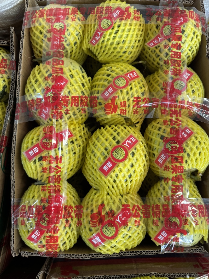 花美人甜瓜大量有货产地直发有需要的老板可以前来咨询