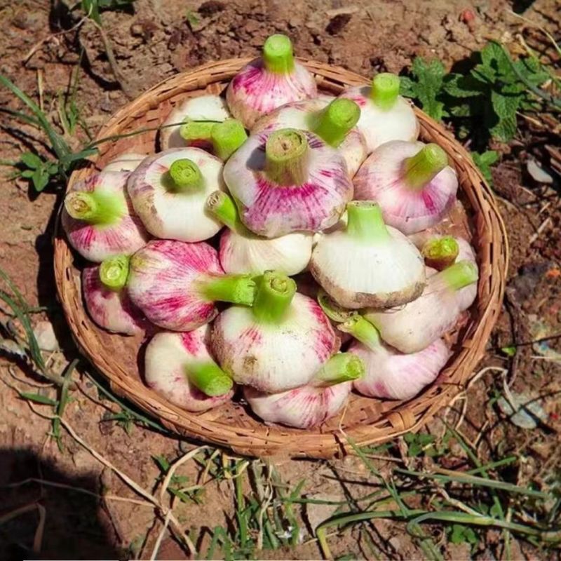 紫皮大蒜2026年新鲜大蒜头现挖新蒜紫皮大蒜批发鲜蒜