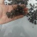 自家种植猫爪草批发块根饱满紧实、爪形完整，无硫熏***