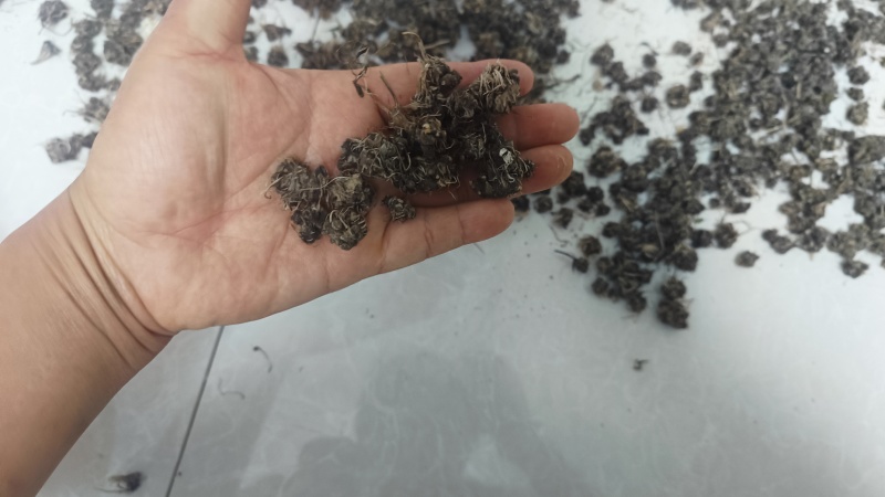 自家种植猫爪草批发块根饱满紧实、爪形完整，无硫熏***