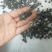 自家种植猫爪草批发块根饱满紧实、爪形完整，无硫熏***