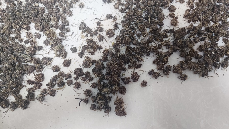 自家种植猫爪草批发块根饱满紧实、爪形完整，无硫熏***