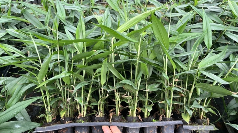 益智仁苗