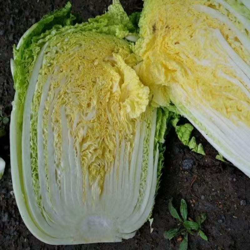 河南黄心白菜质量好，一手货源大量供应可视频看货欢迎
