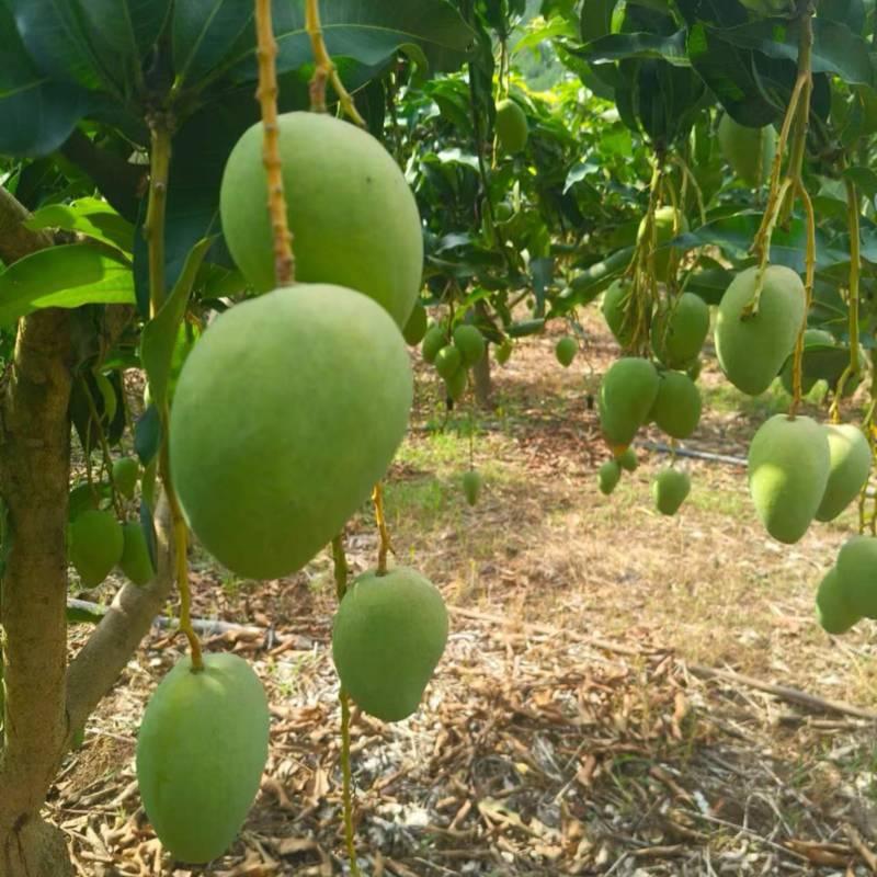 台农