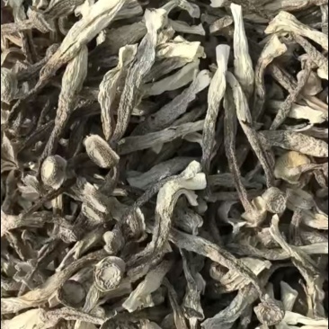 精品鹿茸菇干货质量好价格低无硫熏无沙去根净重发货