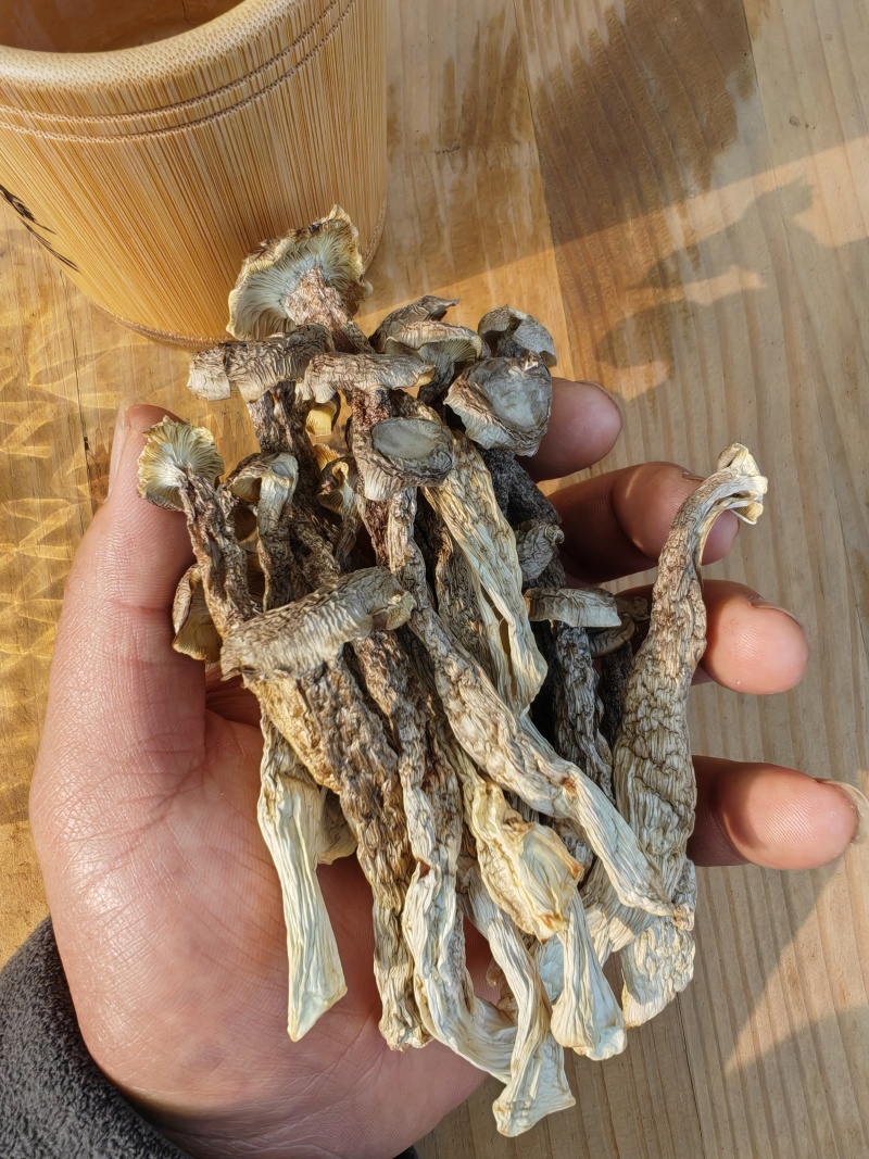 精品鹿茸菇干货质量好价格低无硫熏无沙去根净重发货