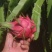 苹果