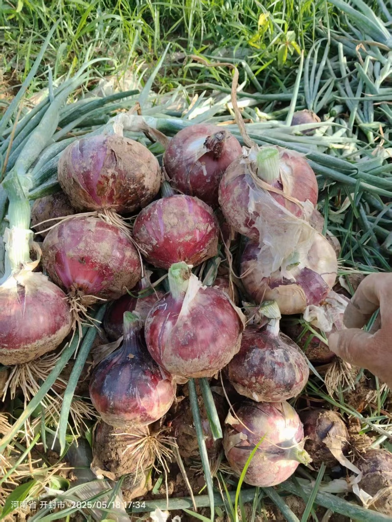 精品红皮洋葱大量供应新鲜洋葱产地一手货源可视频看