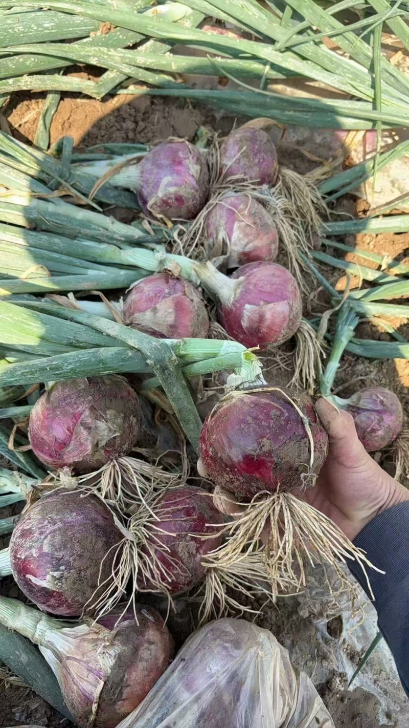 精品红皮洋葱大量供应新鲜洋葱产地一手货源可视频看
