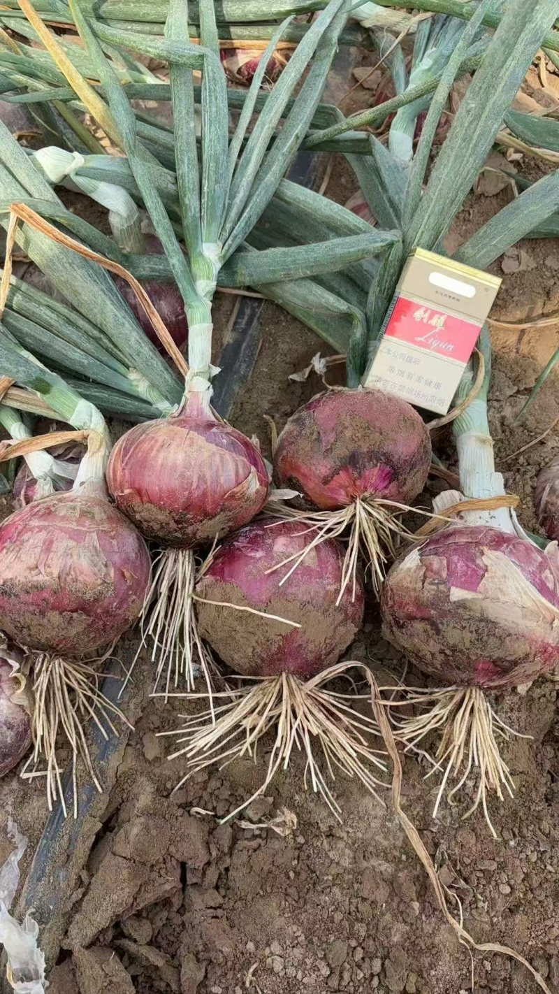 精品红皮洋葱大量供应新鲜洋葱产地一手货源可视频看