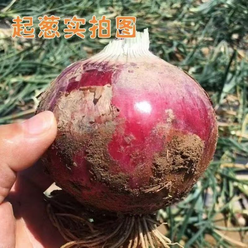 精品红皮洋葱大量供应新鲜洋葱产地一手货源可视频看