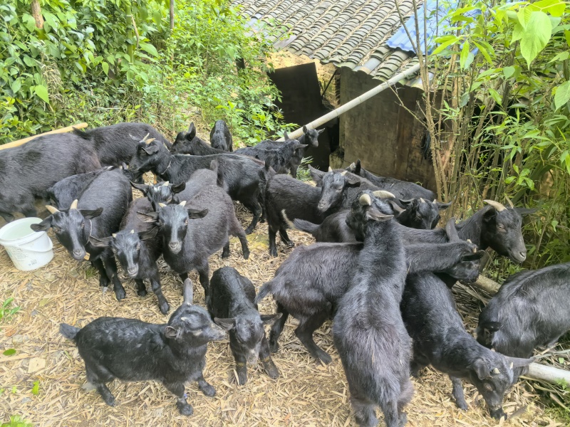 宁乡本地散养小耳朵黑山羊